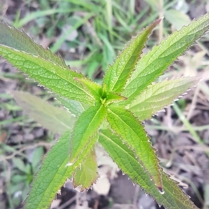 Verbena incompta at Latham, ACT - 9 Jul 2020