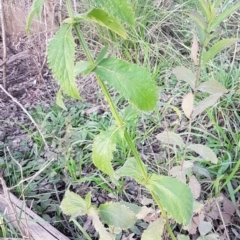 Verbena incompta at Latham, ACT - 9 Jul 2020