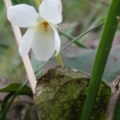 Viola odorata (Sweet Violet, Common Violet) at Latham, ACT - 9 Jul 2020 by trevorpreston