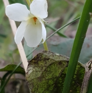 Viola odorata at Latham, ACT - 9 Jul 2020