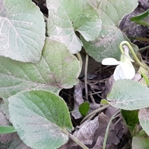 Viola odorata at Latham, ACT - 9 Jul 2020