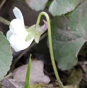 Viola odorata at Latham, ACT - 9 Jul 2020