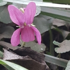 Viola odorata (Sweet Violet, Common Violet) at Latham, ACT - 9 Jul 2020 by trevorpreston