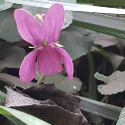 Viola odorata (Sweet Violet, Common Violet) at Latham, ACT - 9 Jul 2020 by tpreston