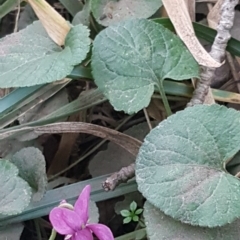 Viola odorata at Latham, ACT - 9 Jul 2020