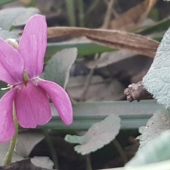 Viola odorata at Latham, ACT - 9 Jul 2020