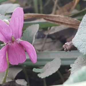 Viola odorata at Latham, ACT - 9 Jul 2020