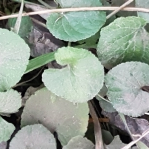 Viola odorata at Latham, ACT - 9 Jul 2020