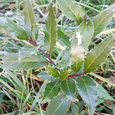 Laurus nobilis (Bay Tree) at Latham, ACT - 9 Jul 2020 by tpreston