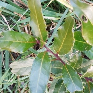 Laurus nobilis at Latham, ACT - 9 Jul 2020