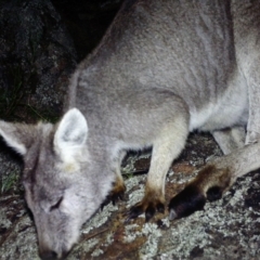 Osphranter robustus (Wallaroo) at Rob Roy Range - 6 Jul 2020 by ChrisHolder