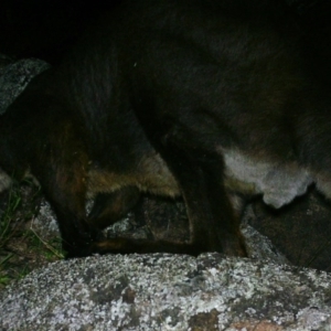 Osphranter robustus robustus at Gordon, ACT - 7 Jul 2020 03:43 AM