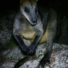 Wallabia bicolor (Swamp Wallaby) at Rob Roy Range - 8 Jul 2020 by ChrisHolder