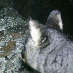 Trichosurus vulpecula (Common Brushtail Possum) at Rob Roy Range - 7 Jul 2020 by ChrisHolder