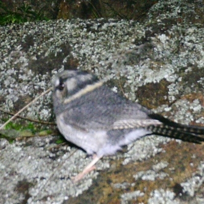 Aegotheles cristatus (Australian Owlet-nightjar) at Gordon, ACT - 6 Jul 2020 by ChrisHolder