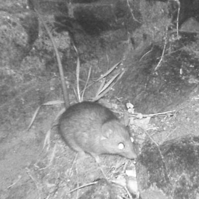 Rattus rattus (Black Rat) at Rob Roy Range - 30 Jun 2020 by ChrisHolder