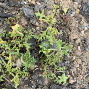 Solanum triflorum at Campbell, ACT - 13 Jun 2020