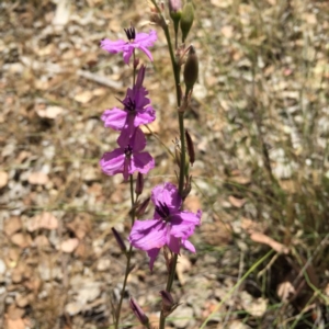 Arthropodium milleflorum at Albury - 23 Nov 2015 02:35 PM