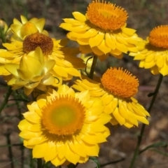 Xerochrysum viscosum (Sticky Everlasting) at Thurgoona, NSW - 15 Nov 2016 by Alburyconservationcompany