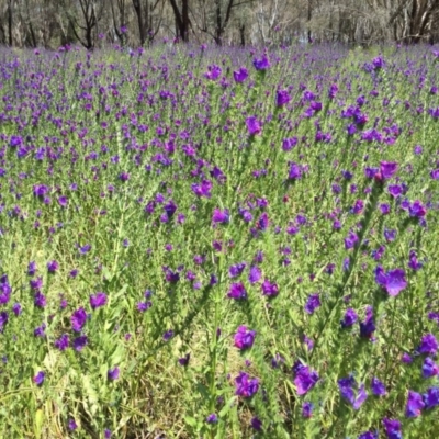 Echium plantagineum (Paterson's Curse) at Albury - 15 Nov 2016 by Alburyconservationcompany