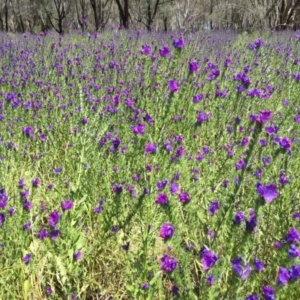 Echium plantagineum at Albury - 15 Nov 2016