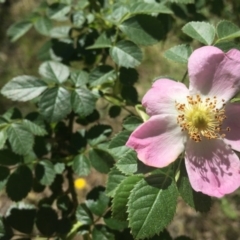 Rosa rubiginosa (Sweet Briar, Eglantine) at Albury - 15 Nov 2016 by Alburyconservationcompany