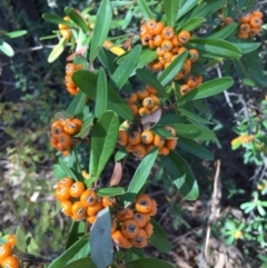 Pyracantha angustifolia (Firethorn, Orange Firethorn) at Thurgoona, NSW - 26 Apr 2016 by Alburyconservationcompany