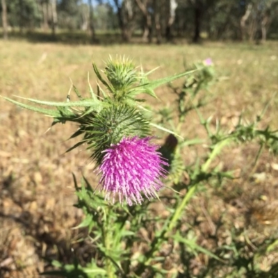Cirsium vulgare (Spear Thistle) at Bells TSR - 2 Dec 2015 by Alburyconservationcompany