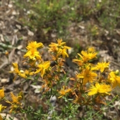 Hypericum perforatum (St John's Wort) at Bells TSR - 3 Dec 2015 by Alburyconservationcompany