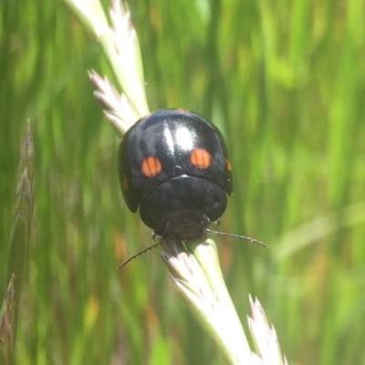 Orcus australasiae (Orange-spotted Ladybird) at Albury - 27 Oct 2016 by Alburyconservationcompany