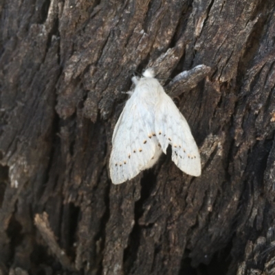 Pinara cana (Neat Pinara) at Albury - 23 Dec 2015 by Alburyconservationcompany