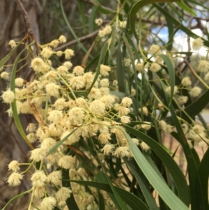 Acacia implexa at Monitoring Site 013 - Road - 6 Jan 2016