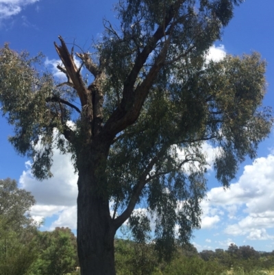 Eucalyptus macrorhyncha (Red Stringybark) at Albury - 27 Oct 2016 by Alburyconservationcompany