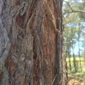 Eucalyptus macrorhyncha at Albury - 27 Oct 2016 01:13 PM
