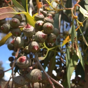Eucalyptus macrorhyncha at Albury - 27 Oct 2016