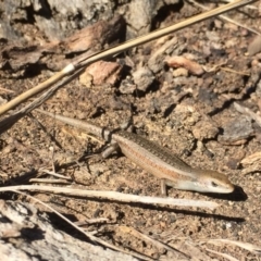 Carlia tetradactyla (Southern Rainbow Skink) at Thurgoona, NSW - 17 Jan 2016 by Alburyconservationcompany