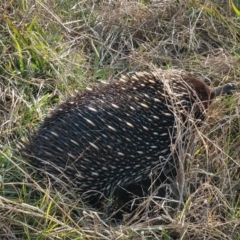 Tachyglossus aculeatus (Short-beaked Echidna) at QPRC LGA - 4 Jul 2020 by LyndalT