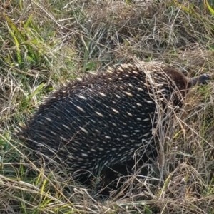 Tachyglossus aculeatus at Majors Creek, NSW - 4 Jul 2020