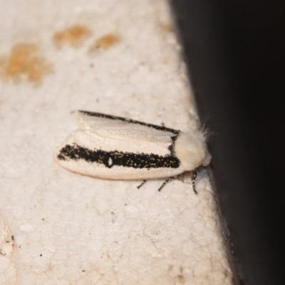 Oenosandra boisduvalii (Boisduval's Autumn Moth) at Greenleigh, NSW - 12 Apr 2020 by LyndalT