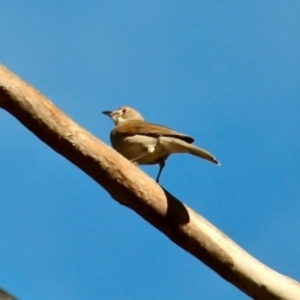 Colluricincla harmonica at Wolumla, NSW - 8 Jul 2020 11:27 AM