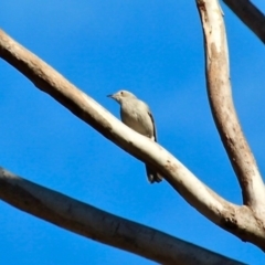 Colluricincla harmonica at Wolumla, NSW - 8 Jul 2020 11:27 AM