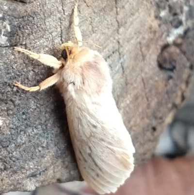 Oxycanus (genus) (Unidentified Oxycanus moths) at QPRC LGA - 25 Jun 2020 by LyndalT