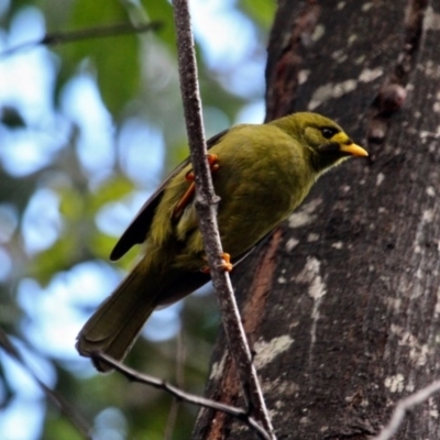 Manorina melanophrys (Bell Miner) at South Wolumla, NSW - 8 Jul 2020 by RossMannell