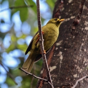 Manorina melanophrys at South Wolumla, NSW - 8 Jul 2020