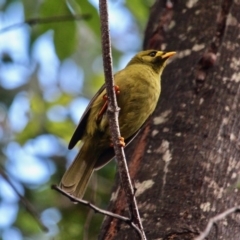 Manorina melanophrys at South Wolumla, NSW - 8 Jul 2020