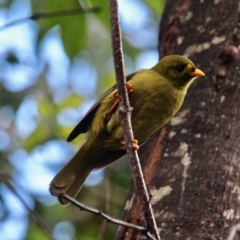 Manorina melanophrys at South Wolumla, NSW - 8 Jul 2020