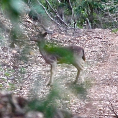 Dama dama (Fallow Deer) at South Wolumla, NSW - 8 Jul 2020 by RossMannell