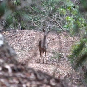 Dama dama at South Wolumla, NSW - 8 Jul 2020 02:09 PM