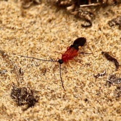 Unidentified Insect at Bournda National Park - 7 Jul 2020 by RossMannell