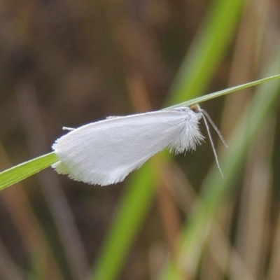 Tipanaea patulella (The White Crambid moth) at Weston, ACT - 2 Mar 2020 by MichaelBedingfield